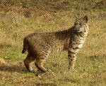 P1930243rBobcat2.jpg